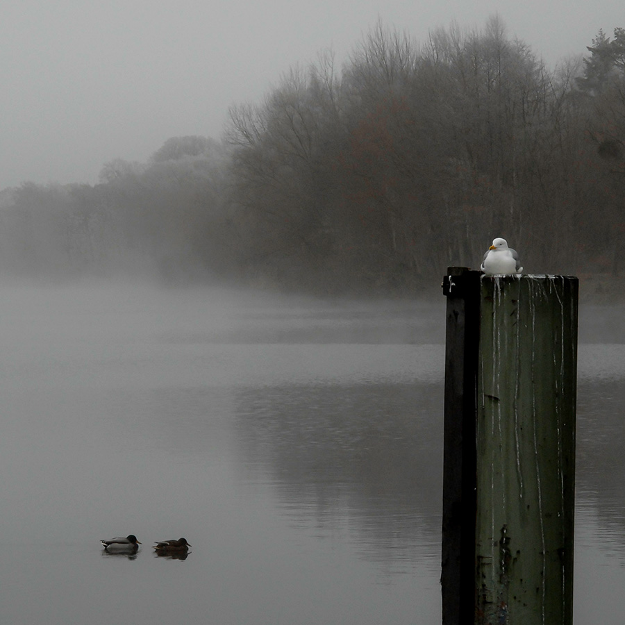 Griebnitzsee im Winter