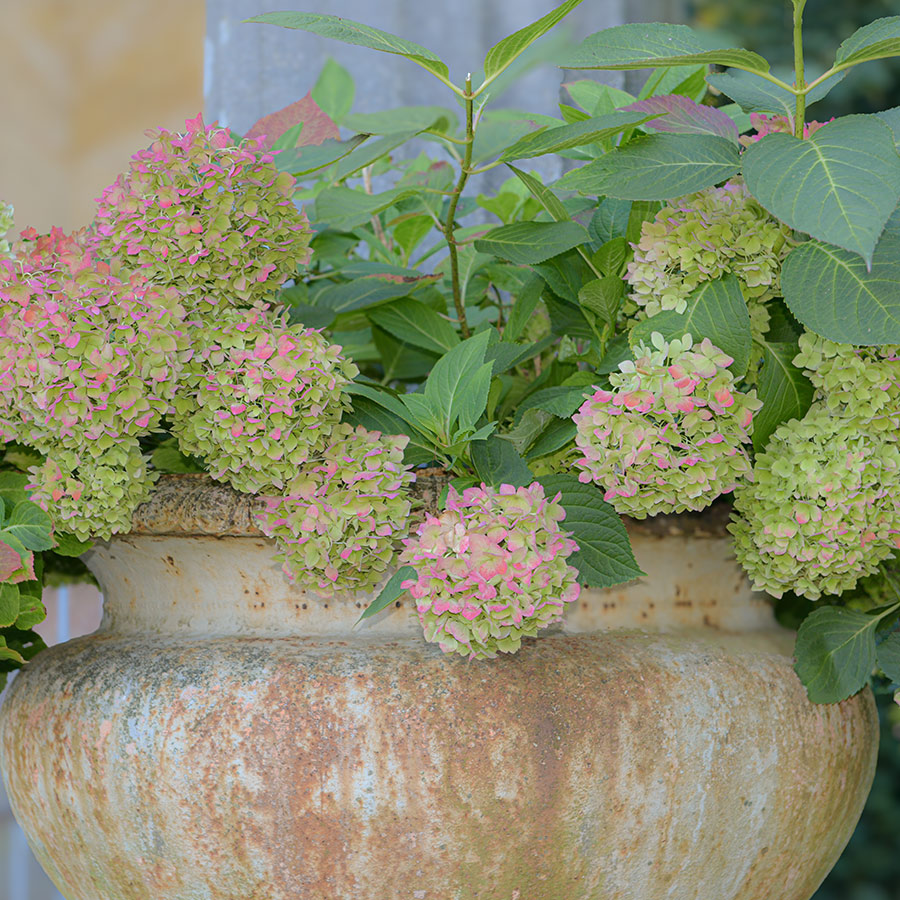 Pfaueninsel, Hortensienschale am Luisentempel